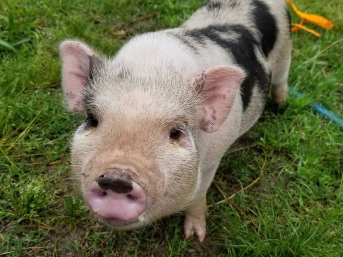 A spotted miniature pig looking up from the grass
