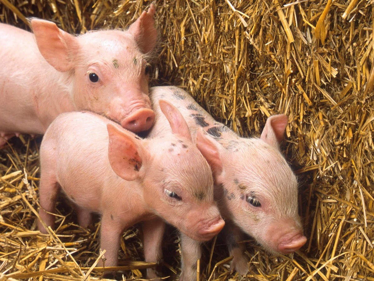 Three pink piglets standing in straw